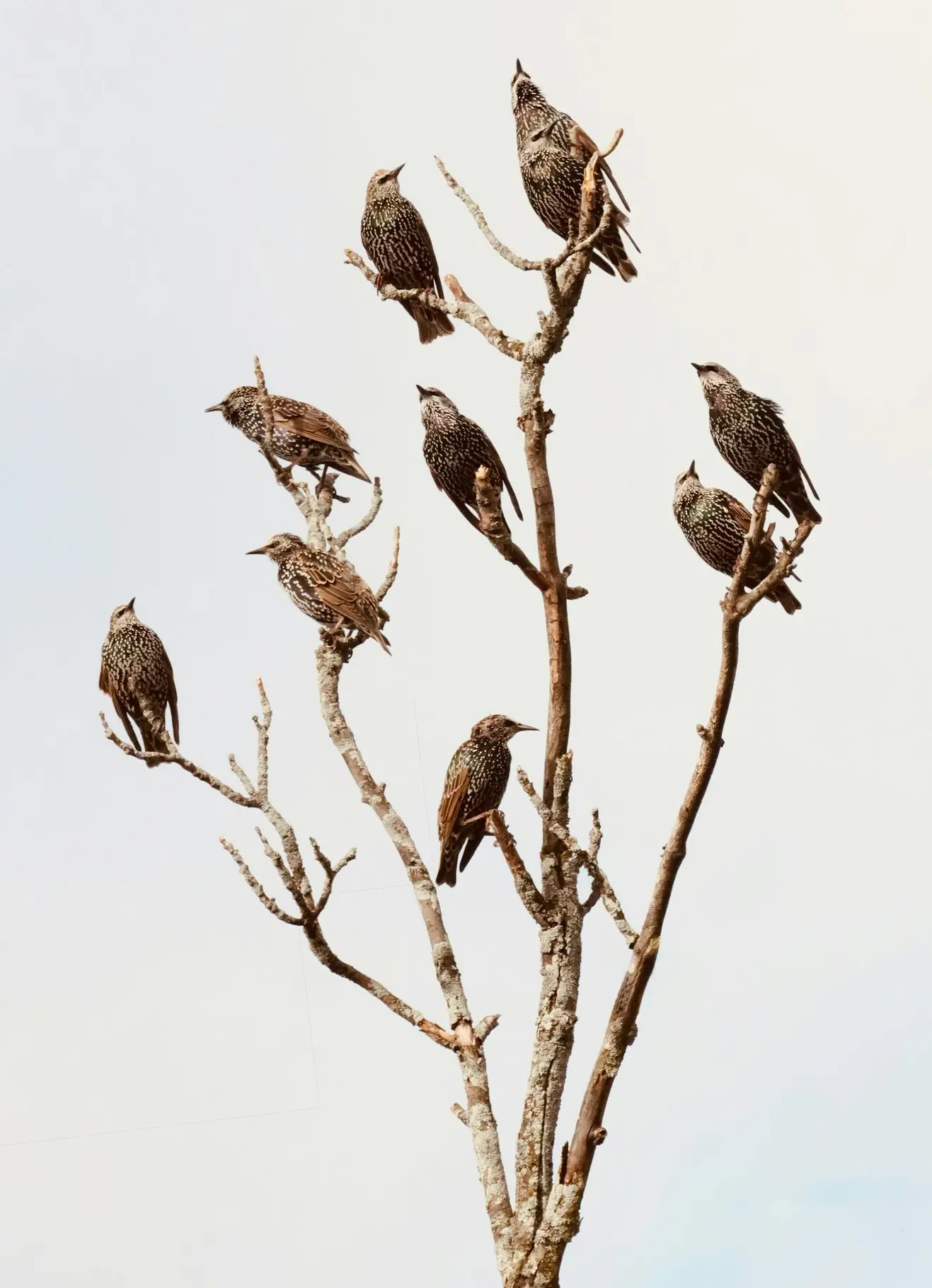 A flock of birds perched on a bare tree branch.
